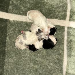 Boy 3 - Blue merle male Pomeranian puppy in Clinton, Tennessee from Liza’s Aussies & Poms