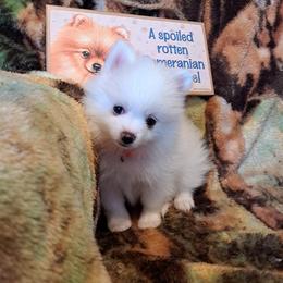 CC Girl 1 - Chocolate merle female Pomeranian puppy in Lore City, Ohio from Tonia's Pomeranians