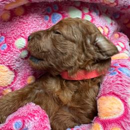 Luisa - Red  female Goldendoodle puppy in Conklin, Michigan from Lake Michigan Couture Cavapoos & Cockapoos