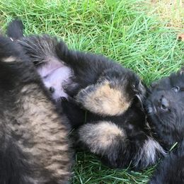 German Shepherd Puppies from Hacker Haus GSDs