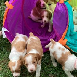 Brittany Puppies from Fox Mtn Brittanys