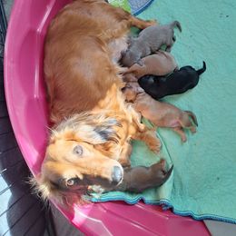 One - Red male Dachshund puppy in Gordon, Georgia from Long Dogs Yellow Farm