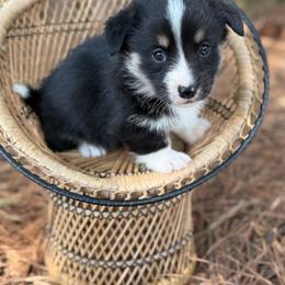 Full Tail - Black and white female American Corgi puppy in Nashville, Arkansas from Whisenhunt Farms