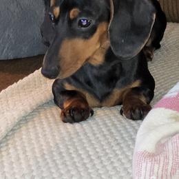 Dachshund Puppies from Cains Dachshunds