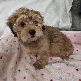 Havapoo Puppies from Derbyville Havapoos
