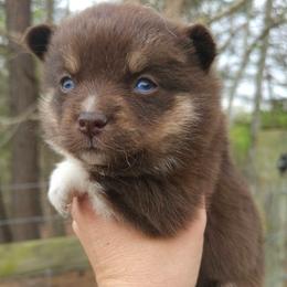 Chocolate and white female 2 - Chocolate female Pomsky puppy in Gladstone, Virginia from Rustic Charms Miniature Huskys