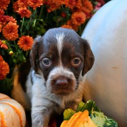 Martha - Liver roan female Brittany puppy in Hollidaysburg, Pennsylvania from Royal Flush Farms