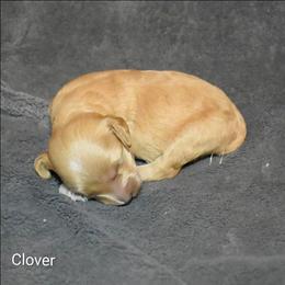 Clover - Cream male Cockapoo puppy in Sunset, Louisiana from Cano Cockapoos