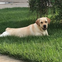 Labrador Retrievers from Revelation Labradors