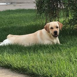 Labrador Retrievers from Revelation Labradors