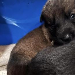 German Shepherds from Forsythe Shepherds