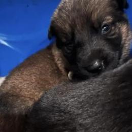 German Shepherds from Forsythe Shepherds