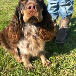 Maybelle - English Springer Spaniel