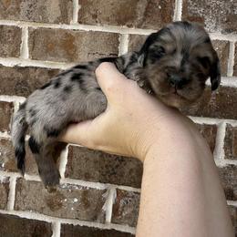 Kevin - Dapple male Dachshund puppy in Enterprise, Alabama from Kismet Doxies