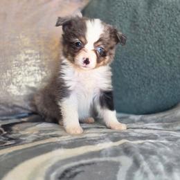 Camo - Blue merle male Toy Australian Shepherd puppy in Killen, Alabama from Wilkers Wholehearted Mini Aussies
