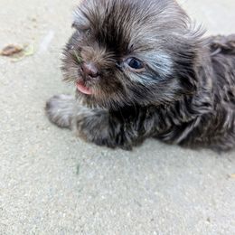 Boy 2 - Liver male Shih Tzu puppy in Metropolis, Illinois from Super City Kennels