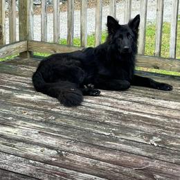 Remy - German Shepherd