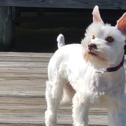 Miniature Schnauzers from M4