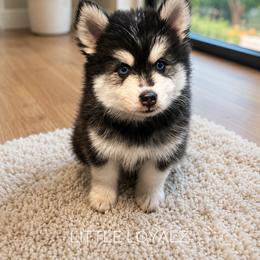 Alvin - Black and white male Pomsky puppy in Riverside, California from LittleLoyalz
