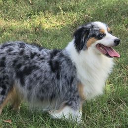 Stacey - Miniature Australian Shepherd