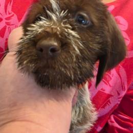 Brown - Brown and gray male Wirehaired Pointing Griffon puppy in Maiden, North Carolina from Saint Barbara's Wirehaired Pointing Griffons