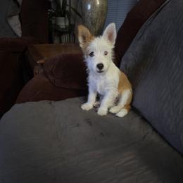 Billy - Fawn male Portuguese Podengo Pequeno puppy in Santa Rosa, California from Averson Podengo Pequenos