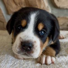Black - Black, white and red male Greater Swiss Mountain Dog puppy in Everett, Pennsylvania from Sweet Stream Swissies