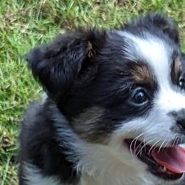 Miniature American Shepherds and Toy Australian Shepherds from Talatigi Aussies