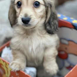 Dachshund Puppies from STORIED DOXIES
