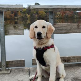 Golden Retrievers from High Road Golden Retrievers