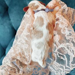 Cavalier King Charles Spaniel and Cavapoo Puppies from Cavapoo Puppy Parade