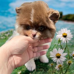 Beckam - Chocolate and tan Pomeranian puppy in Menifee, California from Petite Poms Of CA