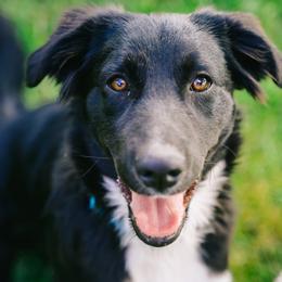 Australian Shepherd and Miniature Australian Shepherd Puppies from Cara Harker
