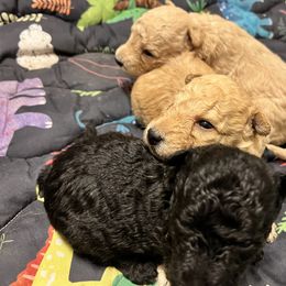 Boy 1 - Silver gray male Pumi puppy in Huntsville, Texas from TriSong TIbetan Terriers & Pumik
