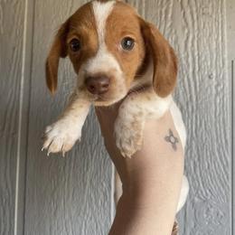 Dachshund Puppies from Long Dog Ranch