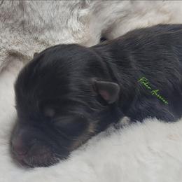 Jasper - Black tri male Miniature American Shepherd puppy in Deer Park, Washington from Rodeo Aussies