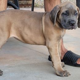 5 - Fawn female Cane Corso puppy in Scottsdale, Arizona from Marcus Attilius Cane Corso