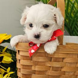 Muffin - White male Maltese puppy in Utica, Ohio from Poodle Me Crazy