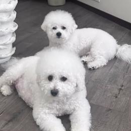 Bichon Frises from Lyudmila Loves Puppies