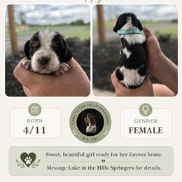 Girl 6 - Black white and tan female English Springer Spaniel puppy in Fort Meade, Florida from Lake in the Hills Springers