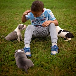 American Staffordshire Terrier Puppies from Ynez Amstaffs