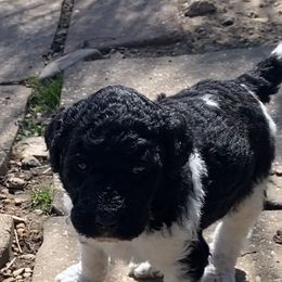 Poodle Puppies from RP Bar Ranch Royal Poodles and Doodles