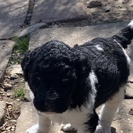 Poodle Puppies from RP Bar Ranch Royal Poodles and Doodles
