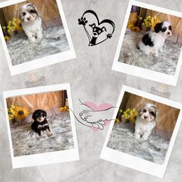 Schnoodle puppies from Fluffy Buttz