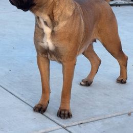 Cane Corso from Zeus and Luna Cane Corso