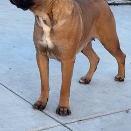 Cane Corso from Zeus and Luna Cane Corso