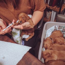 Goldendoodle Puppies from Abner Creek Doodles