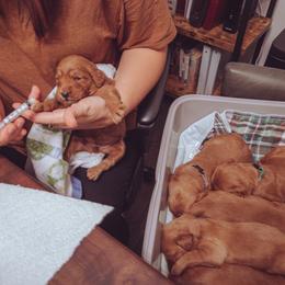 Goldendoodle Puppies from Abner Creek Doodles