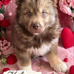 Hickory - Red and white male Siberian Husky puppy in Florence, Kentucky from Moonlight Howl Huskies