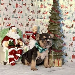 Moose - Tricolors male French Bulldog puppy in Plano, Illinois from Velvet Fluffy Pups
